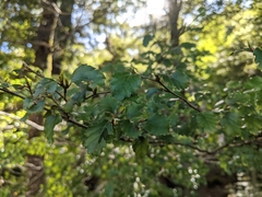 Nothofagus fusca