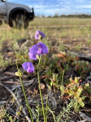 Swainsona procumbens