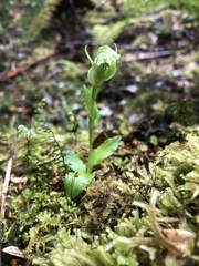 Pterostylis scabrida