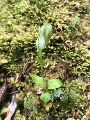 Pterostylis scabrida