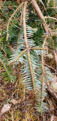 Abies spectabilis