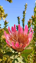 Protea compacta