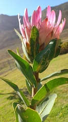 Protea compacta