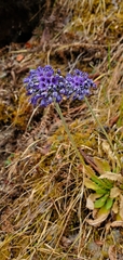 Primula glomerata