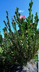 Protea compacta