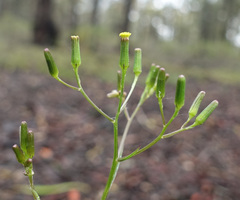 Senecio phelleus