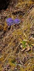 Primula glomerata