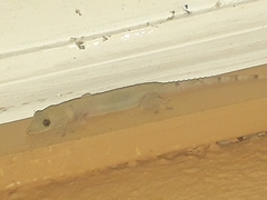 Hemidactylus mabouia