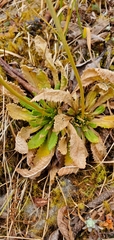Primula glomerata