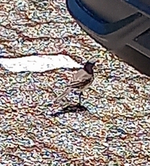 Motacilla capensis capensis