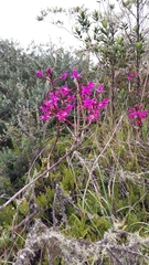 Epidendrum jamiesonis
