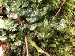 Hymenophyton flabellatum