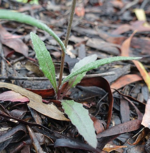 Image of Senecio phelleus by (c) yatesy, some rights reserved (CC BY)