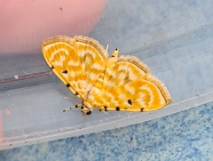 Notarcha aurolinealis