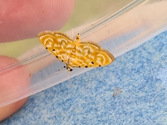 Notarcha aurolinealis