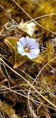 Gentiana capitata