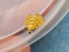 Notarcha aurolinealis