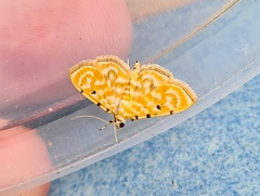 Notarcha aurolinealis