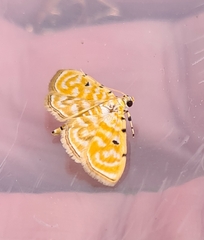 Notarcha aurolinealis