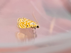 Notarcha aurolinealis