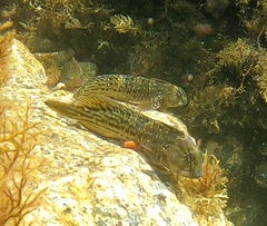 Parablennius parvicornis