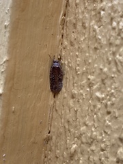 Agonopterix heracliana