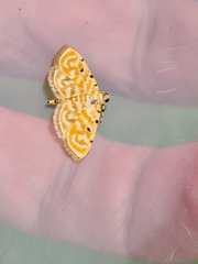 Notarcha aurolinealis