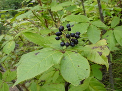 Eleutherococcus senticosus