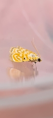 Notarcha aurolinealis