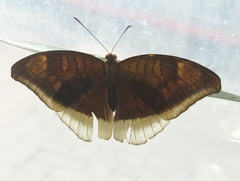 Tanaecia lepidea