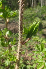 Eleutherococcus senticosus