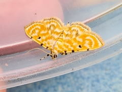 Notarcha aurolinealis