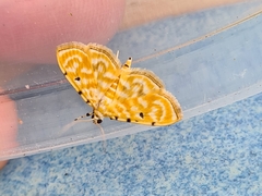 Notarcha aurolinealis