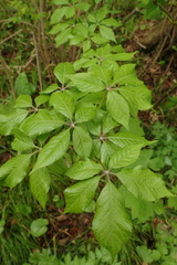 Eleutherococcus senticosus