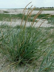 Leymus arenarius