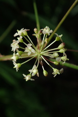 Eleutherococcus senticosus