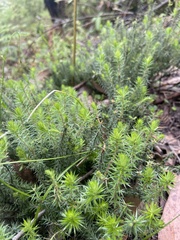 Acrotriche serrulata