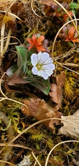 Gentiana capitata