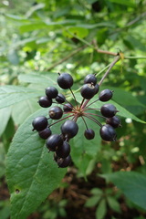 Eleutherococcus senticosus