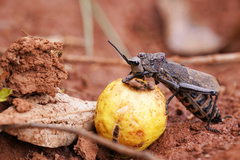 Dictyophorus griseus