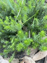 Acrotriche serrulata