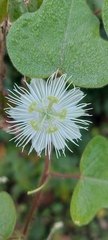 Passiflora