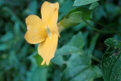 Thunbergia neglecta