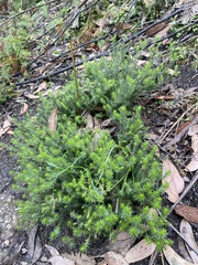 Acrotriche serrulata