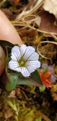Gentiana capitata