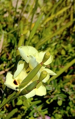 Dietes bicolor