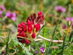 Anthyllis vulneraria