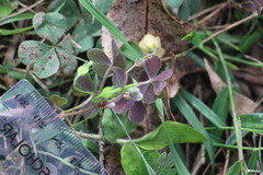 Oxalis chnoodes