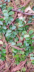 Elatostema obtusum