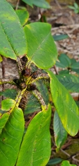 Rhododendron barbatum